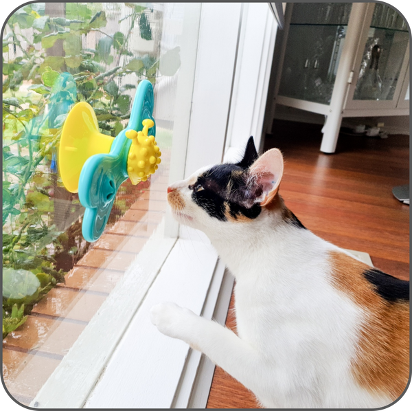 butterfly window cat play